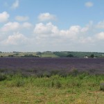 Snowshill Lavender